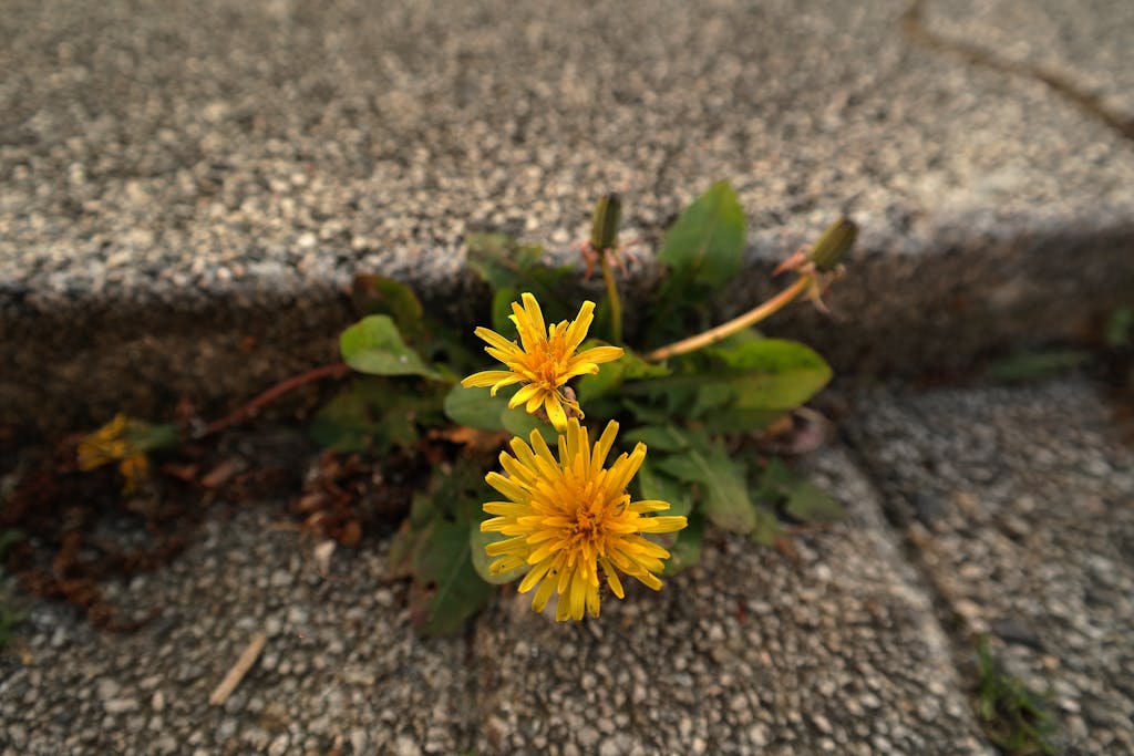 Selective Focus Photography of Yellow Dandelion Flowers